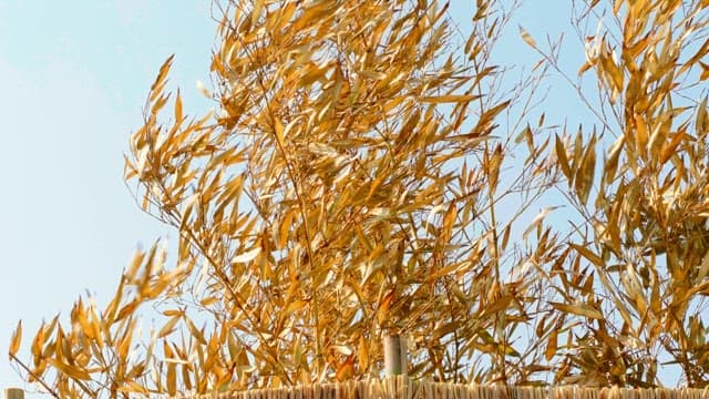 Yellow dry leaves swaying in the wind