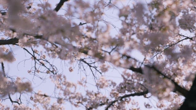 Blossoming Cherry Trees in Spring Light