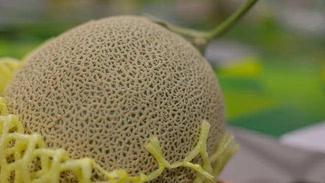 Melons in protective netting