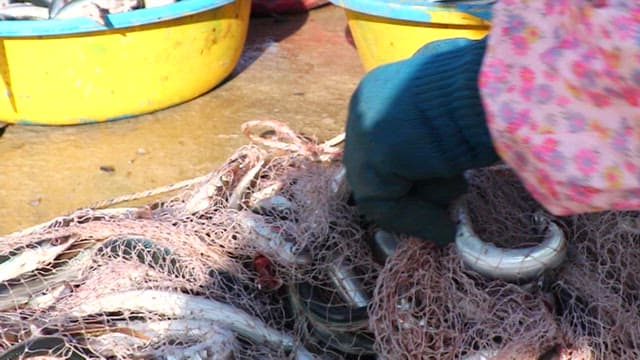 Sorting caught sand eels from a net