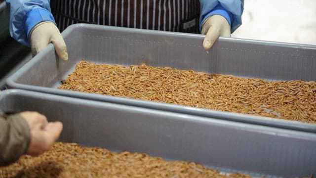 Sorting mealworms in plastic trays at a farm