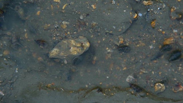 Group of horseshoe crabs crossing the tidal flats