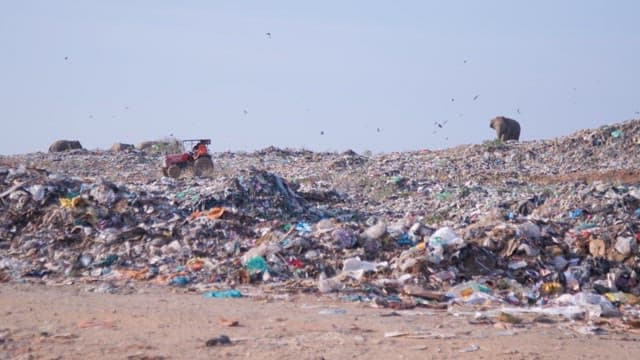 Tractor working in a landfill with an elephant nearby