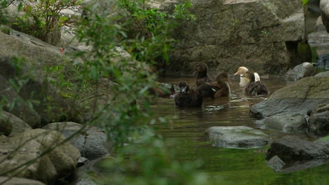 Ducks swimming in a tranquil stream