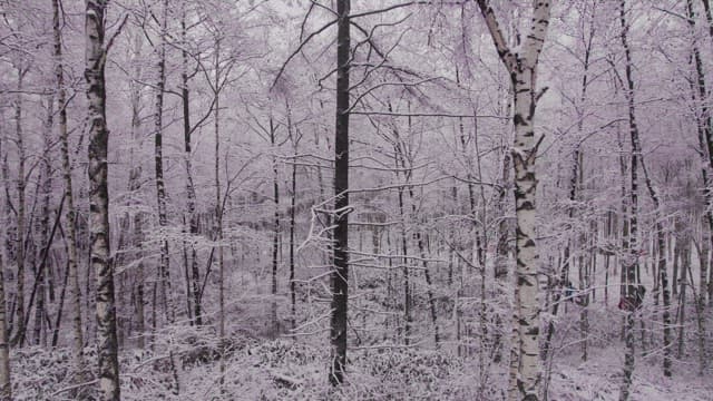 Birch Forest Covered with Pure White Snow