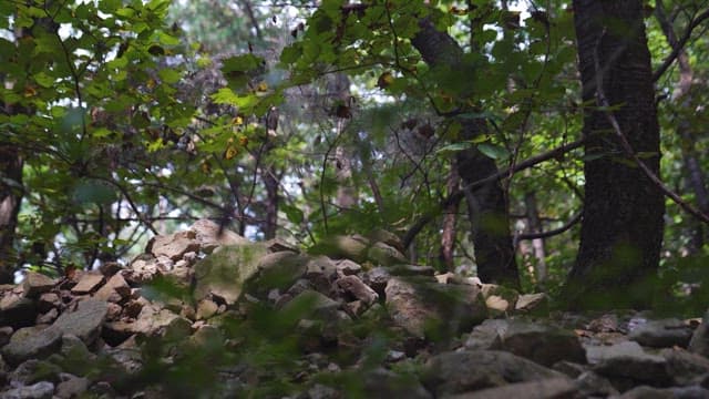 Serene Forest with Sunlight and Rocks