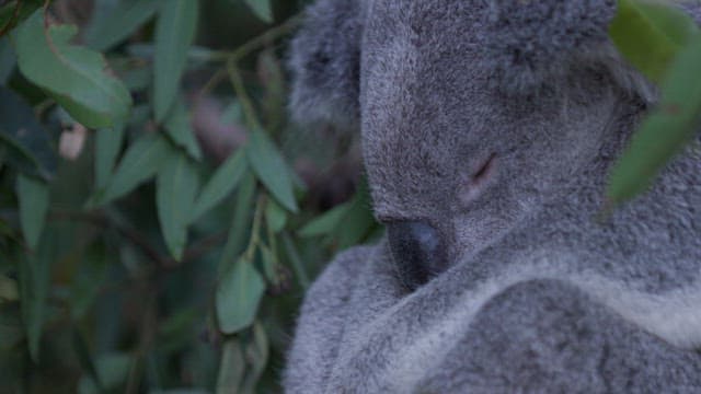 Serene Koala Resting Amongst Greenery