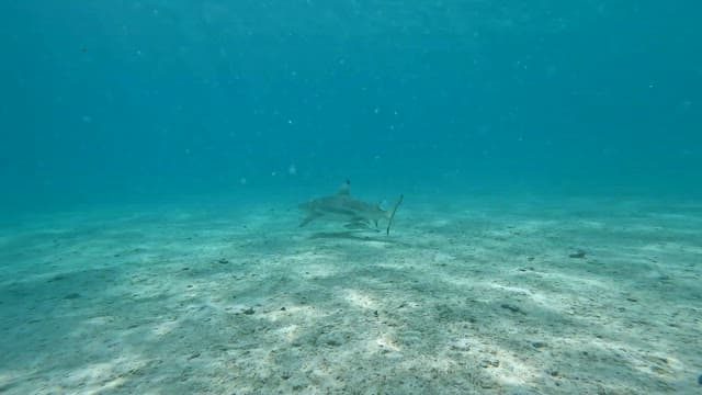 Shark swimming in the clear ocean