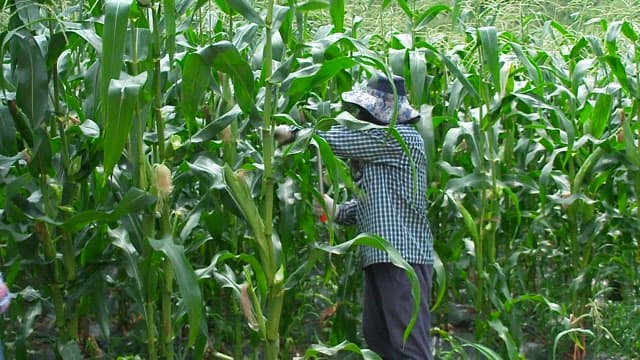 Farmer Harvesting Corn on a Sunny day
