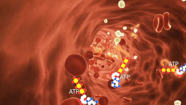 Visual Animated Film of ATP Molecules in Blood Vessels