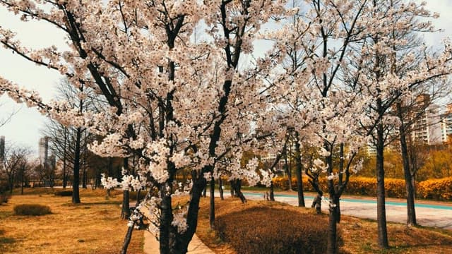 Cherry blossoms blooming in an urban park