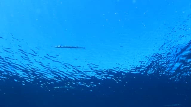 Silver fish swimming in the sea