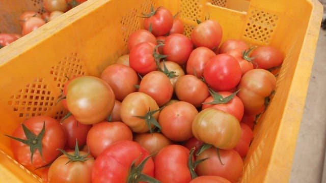 Freshly harvested tomatoes in a yellow crate