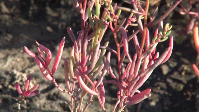 Red glasswort growing on the mudflats of the sea