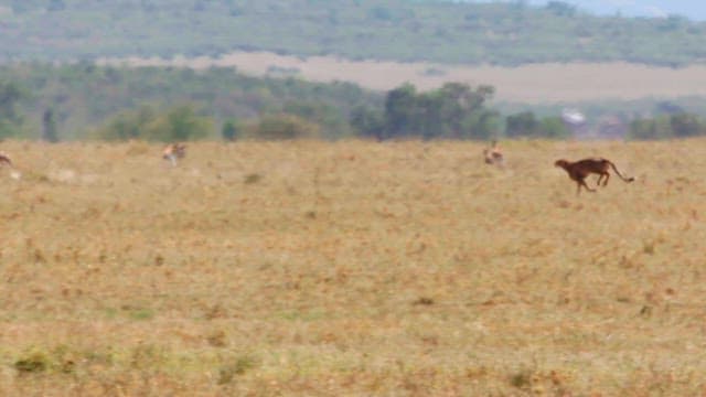 Wild Animals in a Savannah Chase