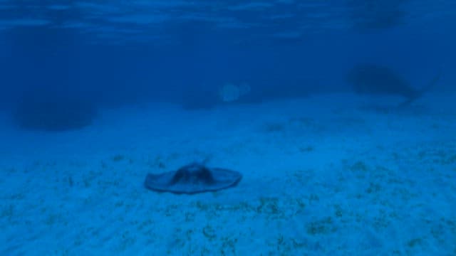 Stingray and Fish Swimming in Ocean Depths