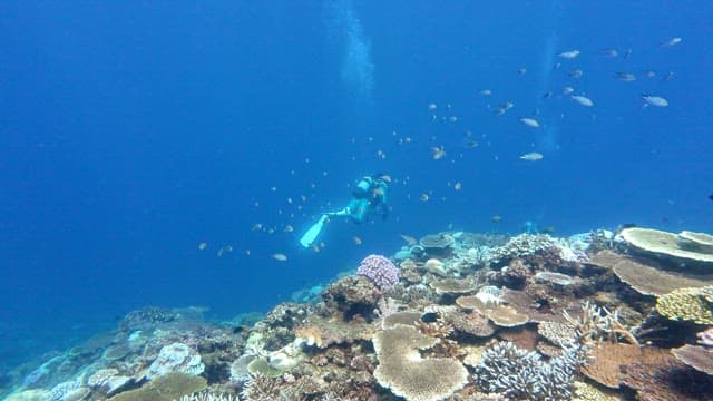 Scuba divers exploring a vibrant coral reef