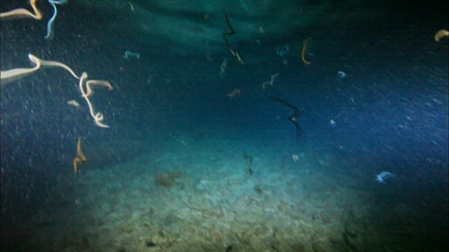 Serene Underwater Scene with Marine Life
