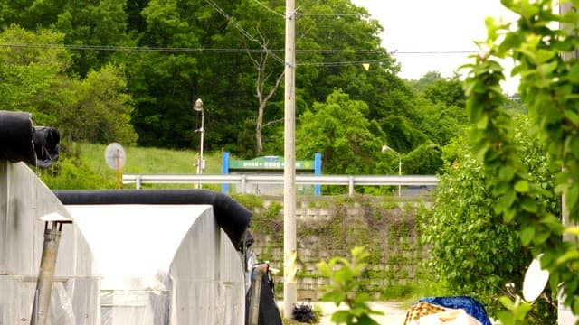 Greenhouses and trees on the side of a country road with cars passing by