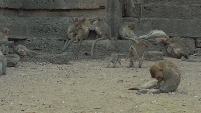Monkeys Playing on a Stone Structure in Ancient Temple