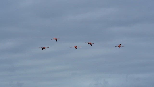 Flamingos Flying Across Cloudy Skies