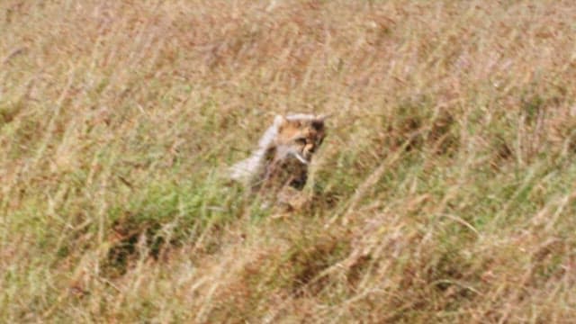 Cheetah Cub Running in the Field
