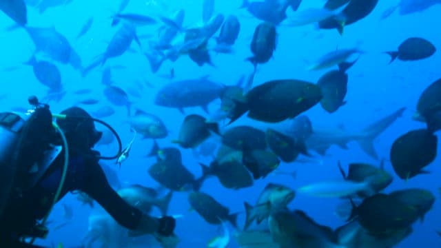Diver feeding sharks