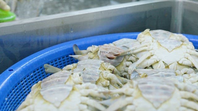 Blue Basket with Fresh Crabs from the Market