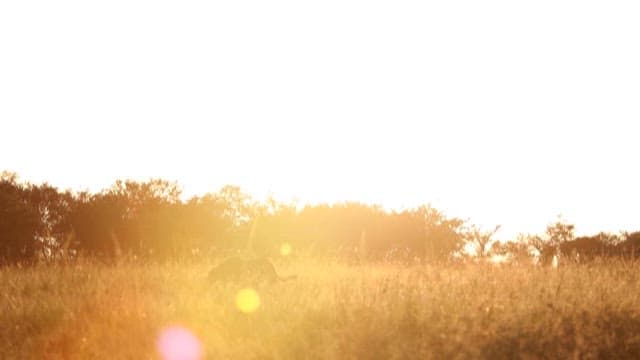 Animal moving through a sunlit field at dusk