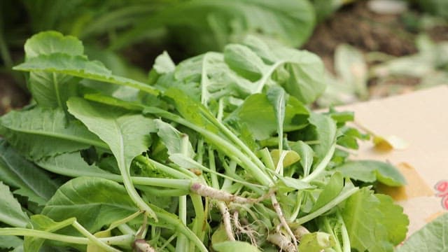 Freshly harvested leafy young radish on a box
