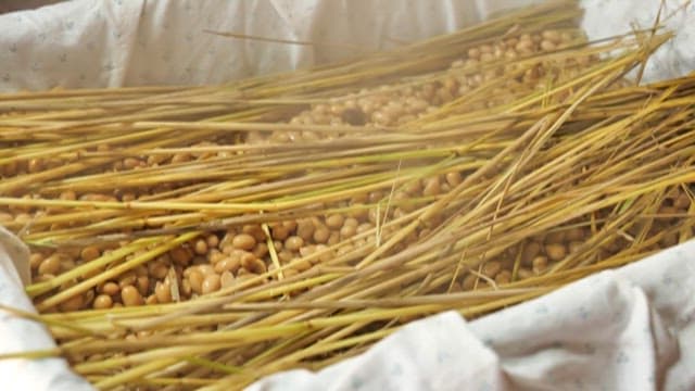 Ripe beans being transferred to a square frame