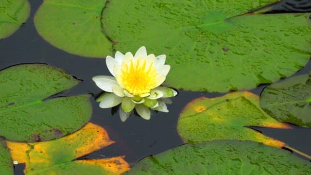 Lotus flowers and lotus leaves blooming in a pond in the rain