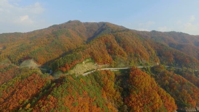 View of a colorful autumn forest