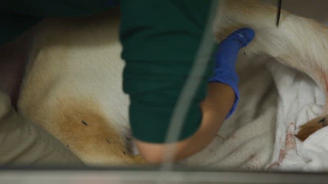 Veterinary Care for an Injured Dog
