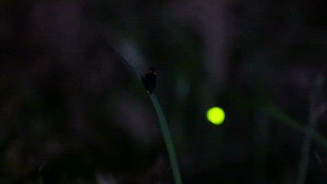 Firefly Glowing in the Nighttime Grass