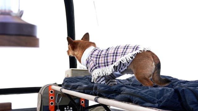 Small dog in a winter sweater sitting on a cot