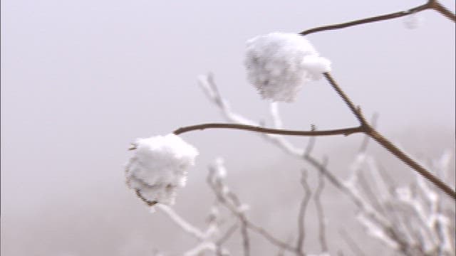 Snow-covered Plant in Winter