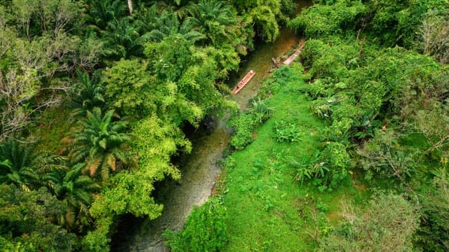 Lush green forest with a flowing river
