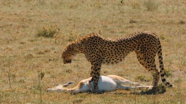 Cheetah Carrying Prey It Has Hunted in the Savannah