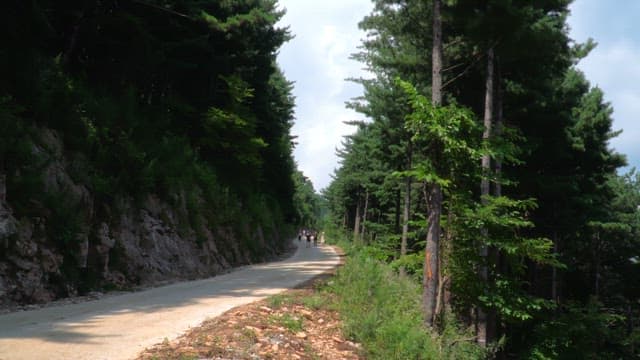 Group walking on a forest path