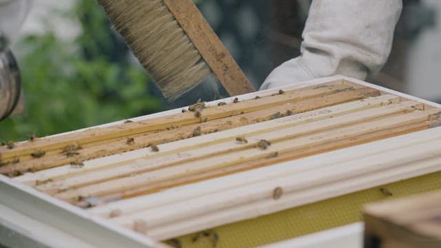 Beekeeping activities in an apiary