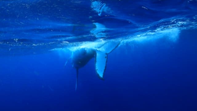 Humpback Whale Swimming in Blue Ocean