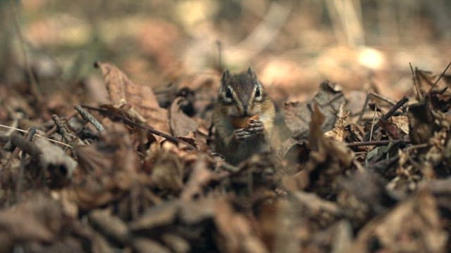 Chipmunks eating acorns from autumn leaves