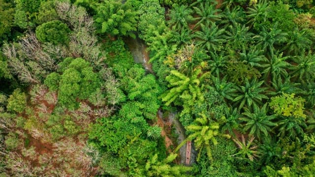 Lush green forest with a small stream