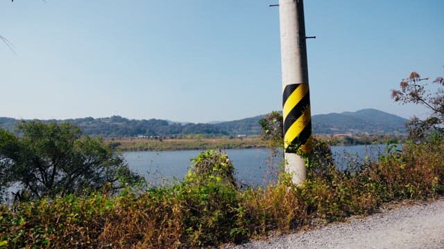 Yellow butterflies flying along the riverside greenery