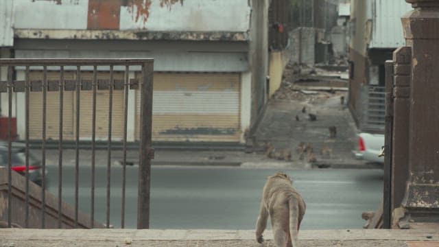 Monkey Walking on Steps in a Worn-out Urban Area