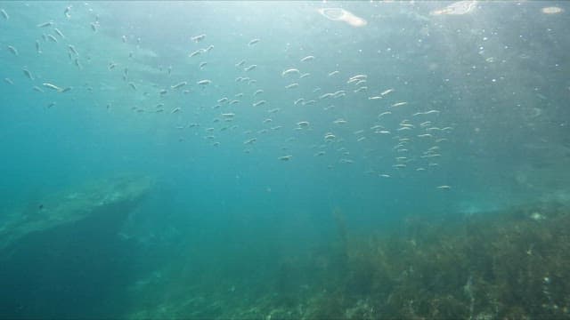 School of fish swimming underwater