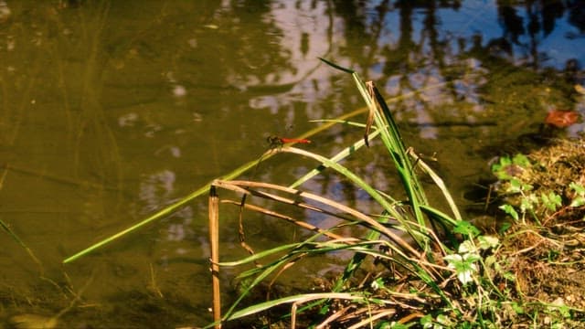 Dragonfly resting on a pond's vegetation