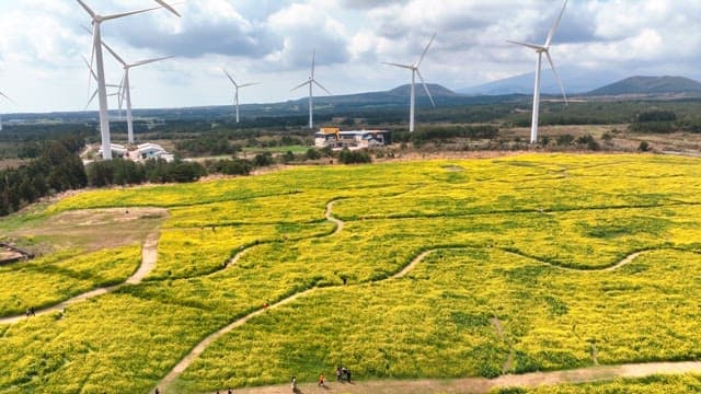 Vast field of yellow flowers with wind turbines