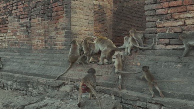 Monkeys Playing on Ancient Stone Ruins